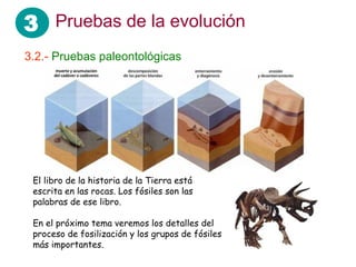 3 Pruebas de la evolución
3.2.- Pruebas paleontológicas
El libro de la historia de la Tierra está
escrita en las rocas. Los fósiles son las
palabras de ese libro.
En el próximo tema veremos los detalles del
proceso de fosilización y los grupos de fósiles
más importantes.
 