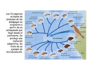 Las 13 especies
actuales de
pinzones de las
Galápagos se
originaron a
partir de un
antepasado que
llegó desde el
continente. Se
produjo una
radiación
adaptativa. Se
trata de un
ejemplo de
microevolución.
 