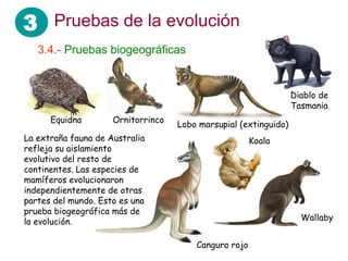 3 Pruebas de la evolución
3.4.- Pruebas biogeográficas
Wallaby
Canguro rojo
Equidna Ornitorrinco
Diablo de
Tasmania
Lobo marsupial (extinguido)
La extraña fauna de Australia
refleja su aislamiento
evolutivo del resto de
continentes. Las especies de
mamíferos evolucionaron
independientemente de otras
partes del mundo. Esto es una
prueba biogeográfica más de
la evolución.
Koala
 