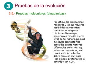 3 Pruebas de la evolución
3.5.- Pruebas moleculares (bioquímicas).
Por último, las pruebas más
recientes y las que mayores
posibilidades presentan,
consisten en comparar
ciertas moléculas que
aparecen en todos los seres
vivos de tal manera que esas
moléculas son tanto más
parecidas cuanto menores
diferencias evolutivas hay
entre sus poseedores, y al
revés; esto se ha hecho
sobre todo con proteínas
(por ejemplo proteínas de la
sangre) y con ADN.
 