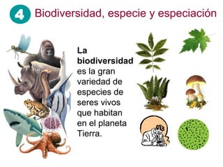 4
La
biodiversidad
es la gran
variedad de
especies de
seres vivos
que habitan
en el planeta
Tierra.
Biodiversidad, especie y especiación
 