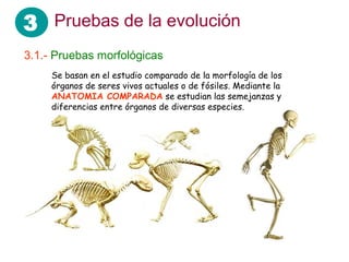 3 Pruebas de la evolución
3.1.- Pruebas morfológicas
Se basan en el estudio comparado de la morfología de los
órganos de seres vivos actuales o de fósiles. Mediante la
ANATOMIA COMPARADA se estudian las semejanzas y
diferencias entre órganos de diversas especies.
 