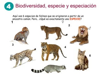 4
Aquí ves 6 especies de felinos que se originaron a partir de un
ancestro común. Pero… ¿Qué es exactamente una ESPECIE?
1
2
3
4
5
6
Biodiversidad, especie y especiación
 