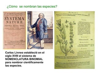 Carlos Linneo estableció en el
siglo XVIII el sistema de
NOMENCLATURA BINOMIAL
para nombrar científicamente
las especies.
¿Cómo se nombran las especies?
 
