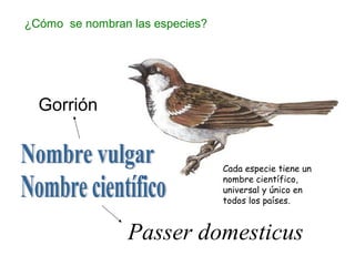 Gorrión
Passer domesticus
Cada especie tiene un
nombre científico,
universal y único en
todos los países.
¿Cómo se nombran las especies?
 