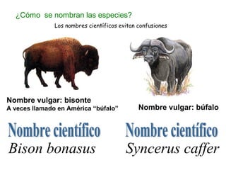 Nombre vulgar: bisonte
A veces llamado en América “búfalo” Nombre vulgar: búfalo
Bison bonasus Syncerus caffer
Los nombres científicos evitan confusiones
¿Cómo se nombran las especies?
 
