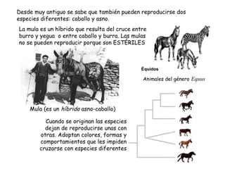 Desde muy antiguo se sabe que también pueden reproducirse dos
especies diferentes: caballo y asno.
La mula es un híbrido que resulta del cruce entre
burro y yegua o entre caballo y burra. Las mulas
no se pueden reproducir porque son ESTÉRILES
Animales del género Equus
Mula (es un híbrido asno-caballo)
Cuando se originan las especies
dejan de reproducirse unas con
otras. Adoptan colores, formas y
comportamientos que les impiden
cruzarse con especies diferentes
Équidos
 
