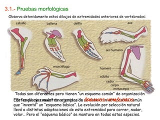 3.1.- Pruebas morfológicas
Observa detenidamente estos dibujos de extremidades anteriores de vertebrados:
Todas son diferentes pero tienen “un esquema común” de organización
Ese “esquema común” de organización se debe a un antepasado común
que “inventó” un “esquema básico”. La evolución por selección natural
llevó a distintas adaptaciones de esta extremidad para correr, nadar,
volar… Pero el “esquema básico” se mantuvo en todas estas especies.
Estos dibujos muestran ejemplos de ÓRGANOS HOMÓLOGOS
 