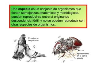 Una especie es un conjunto de organismos que
tienen semejanzas anatómicas y morfológicas,
pueden reproducirse entre sí originando
descendencia fértil, y no se pueden reproducir con
otras especies de organismos.
El cortejo en
las palomas
Apareamiento
en el ciervo
volante
 
