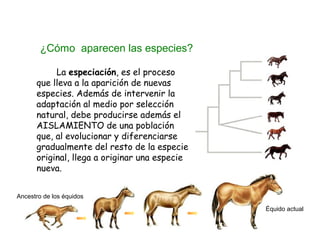 ¿Cómo aparecen las especies?
La especiación, es el proceso
que lleva a la aparición de nuevas
especies. Además de intervenir la
adaptación al medio por selección
natural, debe producirse además el
AISLAMIENTO de una población
que, al evolucionar y diferenciarse
gradualmente del resto de la especie
original, llega a originar una especie
nueva.
Équido actual
Ancestro de los équidos
 