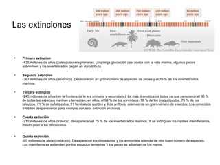 • Primera extincion
-435 millones de años (paleozoico-era primaria). Una larga glaciación casi acaba con la vida marina, algunos peces
sobreviven y los invertebrados pagan un duro tributo.
• Segunda extinción
-367 millones de años (devónico). Desaparecen un gran número de especies de peces y el 70 % de los invertebrados
marinos.
• Tercera extinción
-245 millones de años (en la frontera de la era primaria y secundaria). La más dramática de todas ya que perecieron el 90 %
de todas las especies marinas y terrestres, en ellos, el 98 % de los crinoideos, 78 % de los braquiópodos, 76 % de los
briozoos, 71 % de cefalópodos, 21 familias de reptiles y 6 de anfibios, además de un gran número de insectos. Los conocidos
trilobites desparecieron para siempre con esta extinción en masa.
• Cuarta extinción
-210 millones de años (triásico). desaparecen el 75 % de los invertebrados marinos. Y se extinguen los reptiles mamiferianos,
dando paso a los dinosaurios.
• Quinta extinción
-65 millones de años (cretácico). Desaparecen los dinosaurios y los anmonites además de otro buen número de especies.
Los mamíferos se extienden por los espacios terrestres y los peces se adueñan de los mares.
Las extinciones
 
