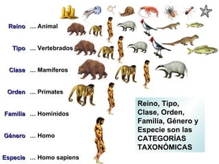 ReinoReino
TipoTipo
ClaseClase
OrdenOrden
FamiliaFamilia
GéneroGénero
EspecieEspecie
… Animal
… Vertebrados
… Mamíferos
… Primates
… Homínidos
… Homo
… Homo sapiens
Reino, Tipo,
Clase, Orden,
Familia, Género y
Especie son las
CATEGORÍAS
TAXONÓMICAS
 
