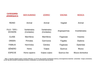 CATEGORÍA
JERÁRQUICA
SER HUMANO ZORRO ENCINA MOSCA
REINO Animal Animal Vegetal Animal
FILO - TIPO -
DIVISIÓN
Vertebrados
(Cordados)
Vertebrados
(Cordados)
Angiospermas Invertebrados
CLASE Mamíferos Mamíferos Fagaceae Insectos
ORDEN Primates Carnívoros Fagales Dípteros
FAMILIA Homínidos Cánidos Fagáceas Dipteridae
GÉNERO Homo Vulpes Quercus Musca
ESPECIE Homo sapiens Vulpes vulpes Quercus ilex Musca domestica
Nota: La segunda categoría recibe 3 nombres diferentes: se usa Filo para animales invertebrados marinos y microorganismos (bacterias - protoctistas - hongos unicelulares);
se usa Tipo para animales invertebrados terrestres y vertebrados; y se usa División para las plantas.
 