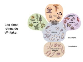 Los cinco
reinos de
Whitaker
 