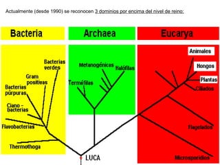 Actualmente (desde 1990) se reconocen 3 dominios por encima del nivel de reino:
 