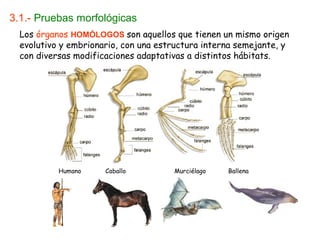 3.1.- Pruebas morfológicas
Los órganos HOMÓLOGOS son aquellos que tienen un mismo origen
evolutivo y embrionario, con una estructura interna semejante, y
con diversas modificaciones adaptativas a distintos hábitats.
Humano Caballo Murciélago Ballena
 