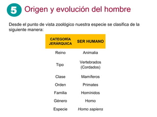 5 Origen y evolución del hombre
CATEGORÍA
JERÁRQUICA
SER HUMANO
Reino Animalia
Tipo
Vertebrados
(Cordados)
Clase Mamíferos
Orden Primates
Familia Homínidos
Género Homo
Especie Homo sapiens
Desde el punto de vista zoológico nuestra especie se clasifica de la
siguiente manera:
 