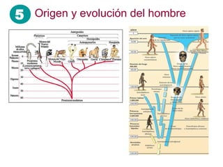 5 Origen y evolución del hombre
 