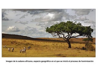 Imagen de la sabana africana, espacio geográfico en el que se inició el proceso de hominización
 