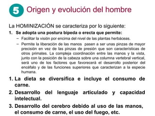 La HOMINIZACIÓN se caracteriza por lo siguiente:
1. Se adopta una postura bípeda o erecta que permite:
– Facilitar la visión por encima del nivel de las plantas herbáceas.
– Permite la liberación de las manos pasen a ser unas pinzas de mayor
precisión en vez de las pinzas de presión que son características de
otros primates. La compleja coordinación entre las manos y la vista,
junto con la posición de la cabeza sobre una columna vertebral vertical,
será uno de los factores que favorecerá el desarrollo posterior del
encéfalo y de las funciones superiores que caracterizan a la especie
humana.
1. La dieta se diversifica e incluye el consumo de
carne.
2. Desarrollo del lenguaje articulado y capacidad
intelectual.
3. Desarrollo del cerebro debido al uso de las manos,
el consumo de carne, el uso del fuego, etc.
5 Origen y evolución del hombre
 