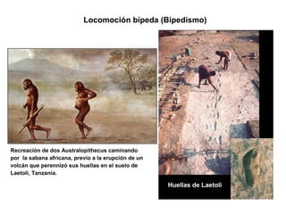 Locomoción bípeda (Bipedismo)
Recreación de dos Australopithecus caminando
por la sabana africana, previo a la erupción de un
volcán que perennizó sus huellas en el suelo de
Laetoli, Tanzania.
Huellas de Laetoli
 