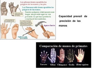 Capacidad prensil de
precisión de las
manos
 