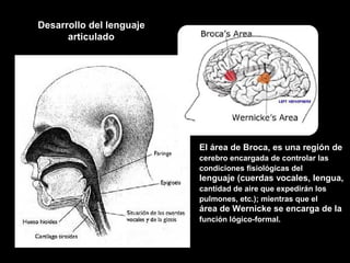 Desarrollo del lenguaje
articulado
El área de Broca, es una región de
cerebro encargada de controlar las
condiciones fisiológicas del
lenguaje (cuerdas vocales, lengua,
cantidad de aire que expedirán los
pulmones, etc.); mientras que el
área de Wernicke se encarga de la
función lógico-formal.
 