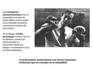 La investigación
paleoantropológica nos ha
presentado una serie de
restos fósiles con los cuales
se ha intentado reconstruir
la secuencia evolutiva del
ser humano.
Sin embargo, el árbol
genealógico humano aún no
es definitivo, puesto que
continuamente se
encuentran restos que
obligan a recomponer lo que
se había establecido.
A continuación, presentamos uno de los esquemas
evolutivos que se manejan en la actualidad:
Richard Leakey comparando el cráneo de un
Australopithecus con el de un Homo habilis
 