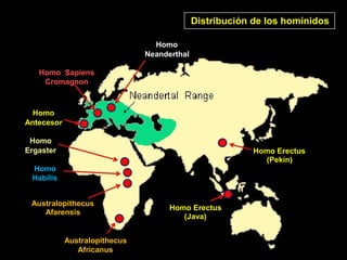 Homo Erectus
(Pekín)
Homo
Neanderthal
Australopithecus
Afarensis
Australopithecus
Africanus
Homo Erectus
(Java)
Homo Sapiens
Cromagnon
Homo
Antecesor
Homo
Ergaster
Homo
Habilis
Distribución de los homínidos
 