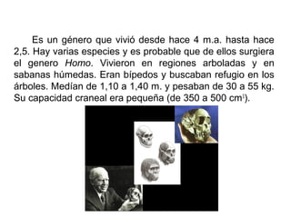 Es un género que vivió desde hace 4 m.a. hasta hace
2,5. Hay varias especies y es probable que de ellos surgiera
el genero Homo. Vivieron en regiones arboladas y en
sabanas húmedas. Eran bípedos y buscaban refugio en los
árboles. Medían de 1,10 a 1,40 m. y pesaban de 30 a 55 kg.
Su capacidad craneal era pequeña (de 350 a 500 cm3
).
 
