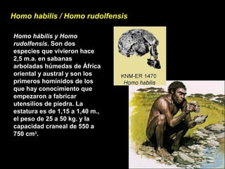Homo hábilis y Homo
rudolfensis. Son dos
especies que vivieron hace
2,5 m.a. en sabanas
arboladas húmedas de África
oriental y austral y son los
primeros homínidos de los
que hay conocimiento que
empezaron a fabricar
utensilios de piedra. La
estatura es de 1,15 a 1,40 m.,
el peso de 25 a 50 kg. y la
capacidad craneal de 550 a
750 cm3
.
Homo habilis / Homo rudolfensis
 