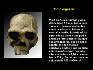 Homo ergaster
Vivió en Africa, Europa y Asia,
desde hace 1,9 m.a. hasta hace
1 m.a. en diversos ambientes,
como la sabana abierta o la
montaña media. Salió de Africa
y por ello se piensa que podía
andar de forma más eficaz que
sus antecesores, que se podía
adaptar mejor a medios
abiertos y áridos y que su dieta
contenía más carne. Era más
alto, medía hasta 1,70 y pesaba
hasta 65 kg. Su cráneo tenía un
volumen de 800 a 950 cm3
.
 