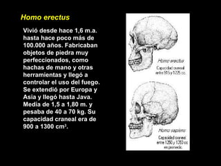 Homo erectus
Vivió desde hace 1,6 m.a.
hasta hace poco más de
100.000 años. Fabricaban
objetos de piedra muy
perfeccionados, como
hachas de mano y otras
herramientas y llegó a
controlar el uso del fuego.
Se extendió por Europa y
Asia y llegó hasta Java.
Medía de 1,5 a 1,80 m. y
pesaba de 40 a 70 kg. Su
capacidad craneal era de
900 a 1300 cm3
.
 