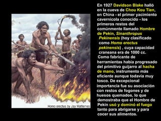 En 1927 Davidson Blake halló
en la cueva de Chou Kou Tien,
en China - el primer yacimiento
cavernícola conocido - los
primeros restos del
comúnmente llamado Hombre
de Pekín, Sinanthropus
Pekinensis (hoy clasificado
como Homo erectus
pekinensis) , cuya capacidad
craneana era de 1000 cc.
Como fabricante de
herramientas había progresado
del primitivo guijarro al hacha
de mano, instrumento más
eficiente aunque todavía muy
tosco. De excepcional
importancia fue su asociación
con restos de fogones y de
huesos quemados, lo que
demostraba que el Hombre de
Pekín usó y dominó el fuego
tanto para abrigarse y para
cocer sus alimentos.
 