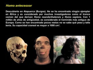Homo antecessor
Descubierto en Atapuerca (Burgos). No se ha encontrado ningún ejemplar
en África y es considerado por muchos investigadores como el tronco
común del que derivan Homo neanderthalensis y Homo sapiens. Con 1
millón de años de antigüedad, es considerado el homínido más antiguo de
Europa. Como se han encontrado pocos restos no se sabe qué peso y talla
tenía. Su capacidad craneal es mayor a 1000 cm3
.
 
