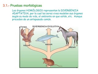 3.1.- Pruebas morfológicas
Los órganos HOMÓLOGOS representan la DIVERGENCIA
ADAPTATIVA, por la cual los seres vivos modelan sus órganos
según su modo de vida, el ambiente en que están, etc. Aunque
proceden de un antepasado común.
 