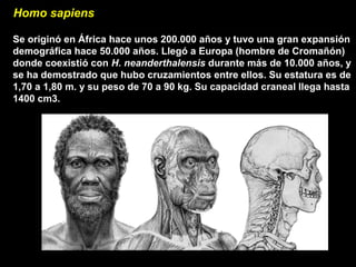 Homo sapiens
Se originó en África hace unos 200.000 años y tuvo una gran expansión
demográfica hace 50.000 años. Llegó a Europa (hombre de Cromañón)
donde coexistió con H. neanderthalensis durante más de 10.000 años, y
se ha demostrado que hubo cruzamientos entre ellos. Su estatura es de
1,70 a 1,80 m. y su peso de 70 a 90 kg. Su capacidad craneal llega hasta
1400 cm3.
 