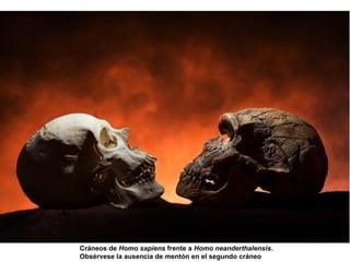 Cráneos de Homo sapiens frente a Homo neanderthalensis.
Obsérvese la ausencia de mentón en el segundo cráneo
 