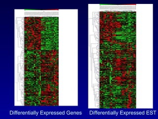 Differentially Expressed Genes Differentially Expressed EST 