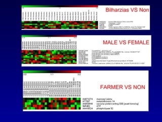 Bilharzias VS Non MALE VS FEMALE FARMER VS NON 