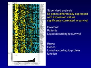 Supervised analysis 55 genes differentially expressed with expression values significantly correlated to survival   Columns: Patients  Listed according to survival Rows:  Genes  Listed according to protein function 
