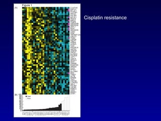 Cisplatin resistance 