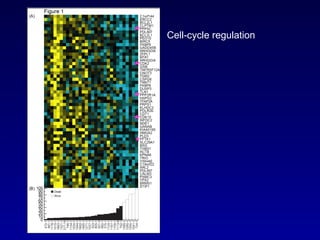 Cell-cycle regulation 