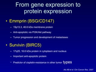 From gene expression to protein expression Emmprin (BSG/CD147) 19p13.3, 46.6 kDa membrane protein Anti-apoptotic via PI3K/Akt pathway Tumor progression and development of metastases Survivin (BIRC5)  17q25, 16.6 kDa protein in cytoplasm and nucleus Important anti-apoptotic protein Predictor of cisplatin-resistance in other tumor  types Als AB et al. Clin Cancer Res. 2007 