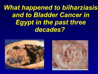 What happened to bilharziasis and to Bladder Cancer in Egypt in the past three decades?  
