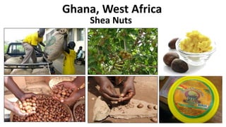 Ghana, West Africa
Shea Nuts
 