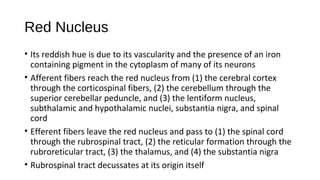 Red Nucleus Problem Functional anatomy of brainstem and clinical correlates | PPT