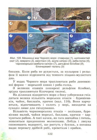 Мал. 109. Мешканці вод Чорного моря: ставрида (7), шипохвостий
скат (2), севрюга (3), хвостокіл (4), акула катран (5), риба-голка (6),
чорноморська камбала калкан (7), дельфіни білобокі (8),
білочеревий тюлень (9)
биками. Коли риба не рухається, за кольором і рельє­
фом її важко відрізнити від темного піщ ано-мулистого
дна.
У водах Чорного моря трапляються риби дивовиж ­
ної форми - морський коник і риба-голка.
З великих ссавців поширені дельфіни білобокі,
зрідка трапляються білочереві тюлені.
На ділянках відкритого моря з боку узбережж я гніз­
диться велика кількість морських птахів - буревісни­
ків, чайок, бакланів, крячок (мал. 110). Вони харчу­
ю ться, відпочивають і сплять у морі, виходячи на
суходіл лише для гніздування.
Більш ість чорноморських птахів - пелікани, буре­
вісник малий, чайки морські, баклани, крячки - хар­
чую ться рибою. А такі качки, як гага звичайна і гоголь,
ж ивляться придонними молюсками. Лебідь і лисуха
спож ивають водорості, щ о ростуть у бухтах, а поганка
надає перевагу дрібній рибі, креветкам і крабам.
122
 