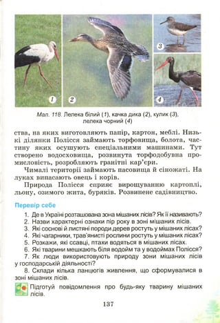 рш
ства, на яких виготовляють папір, картон, меблі. Н изь­
кі ділянки Полісся займають торфовища, болота, час­
тину яких осуш ую ть спеціальними машинами. Тут
створено водосховищ а, розвинута торфодобувна про­
мисловість, розробляють гранітні кар’єри.
Чималі території займають пасовищ а й сінож аті. На
луках випасають овець і корів.
Природа Полісся сприяє вирощуванню картоплі,
льону, озимого жита, буряків. Розвинене садівництво.
Перевір себе
1. Де в Україні розташована зона мішаних лісів? Як її називають?
2. Назви характерні ознаки пір року в зоні мішаних лісів.
3. Які соснові й листяні породи дерев ростуть у мішаних лісах?
4. Які чагарники, трав’янисті рослини ростуть у мішаних лісах?
5. Розкажи, які ссавці, птахи водяться в мішаних лісах.
6. Які тварини мешкають біля водойм та у водоймах Полісся?
7. Як люди використовують природу зони мішаних лісів
у господарській діяльності?
8. Склади кілька ланцюгів живлення, що сформувалися в
зоні мішаних лісів.
Підготуй повідомлення про будь-яку тварину мішаних
е їк і лісів.
137
Мал. 118. Лелека білий (7), качка дика (2), кулик (3),
лелека чорний (4)
 