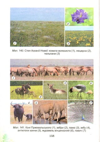 Мал. 140. Степ Асканії-Нової: ковила волосиста (7), люцерна (2),
тюльпани (3)
Мал. 141. Коні Пржевальського (1), зебри (2), лама (3), зебу (4),
антилопи канни (5), журавель вінценосний (6), павич (7)
158
 